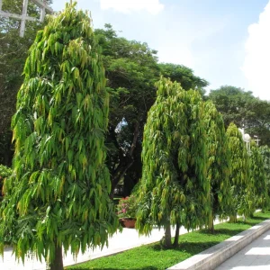 Cây Hoàng Nam