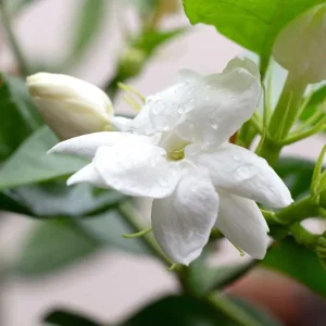 Cây Lài Ta
