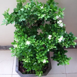 Cây Nguyệt Quế