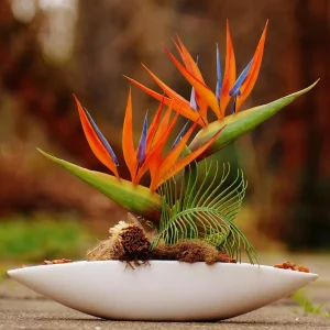 Cây Thiên Điểu
