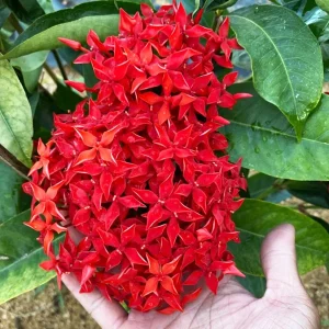 Cây Trang Mỹ Đỏ