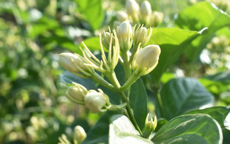 Giới thiệu về cây Lài Ta
