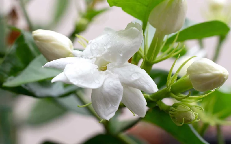 Hướng dẫn chăm sóc Cây Lài Ta