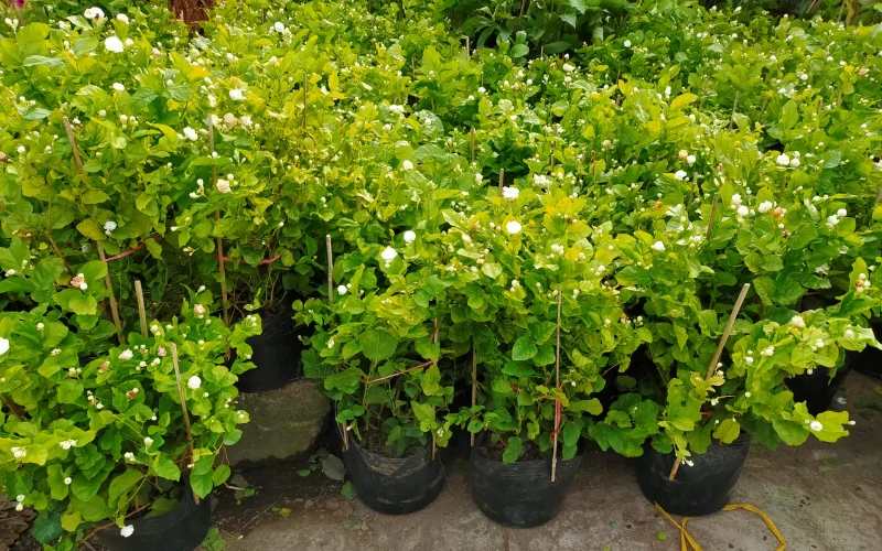Mua cây Lài Ta tại Cây Công Trình Việt