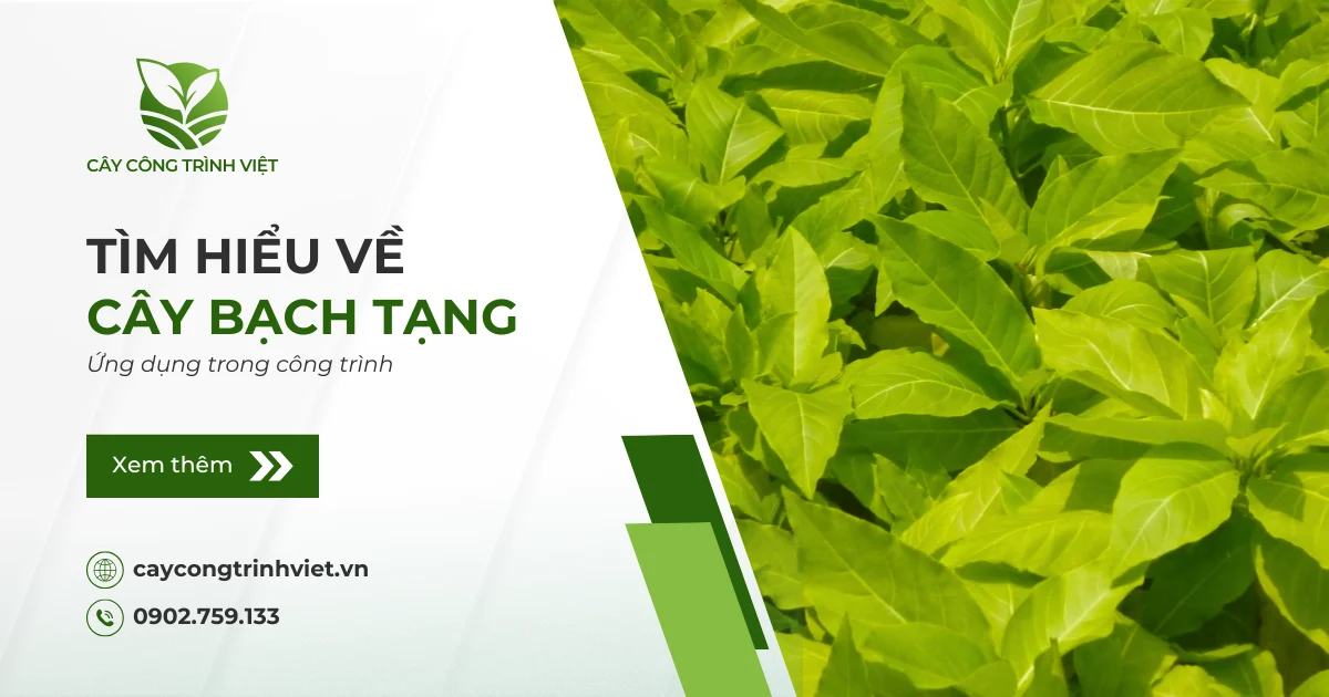 Cây Bạch Tạng: Nguồn gốc, ý nghĩa & Ứng dụng trong công trình