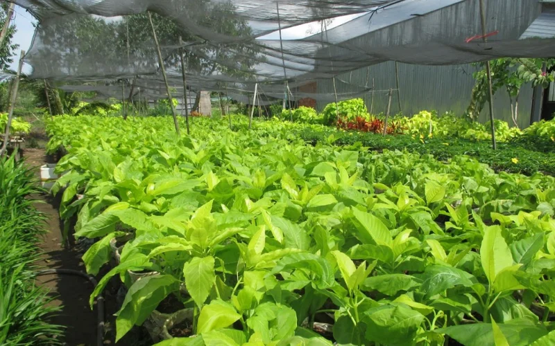 Mua cây Bạch Tạng tại Cây Công Trình Việt