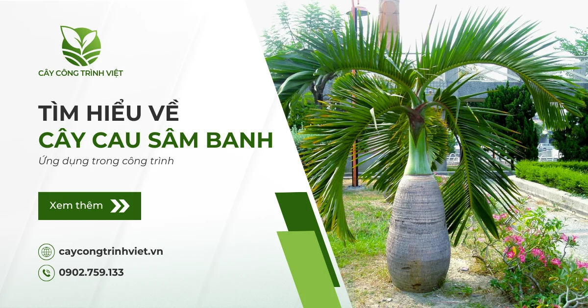 Cây Cau Sâm Banh: Nguồn gốc, ý nghĩa & Ứng dụng trong công trình