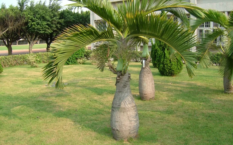 Giới thiệu về cây Cau Sâm Banh