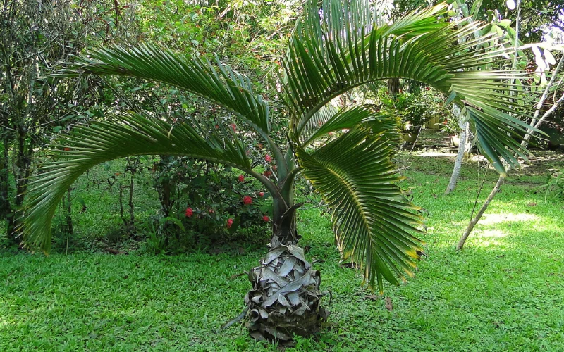 Ưu điểm khi trồng Cau Sâm Banh làm cây công trình