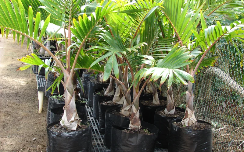 Mua cây Cau Sâm Banh tại Cây Công Trình Việt