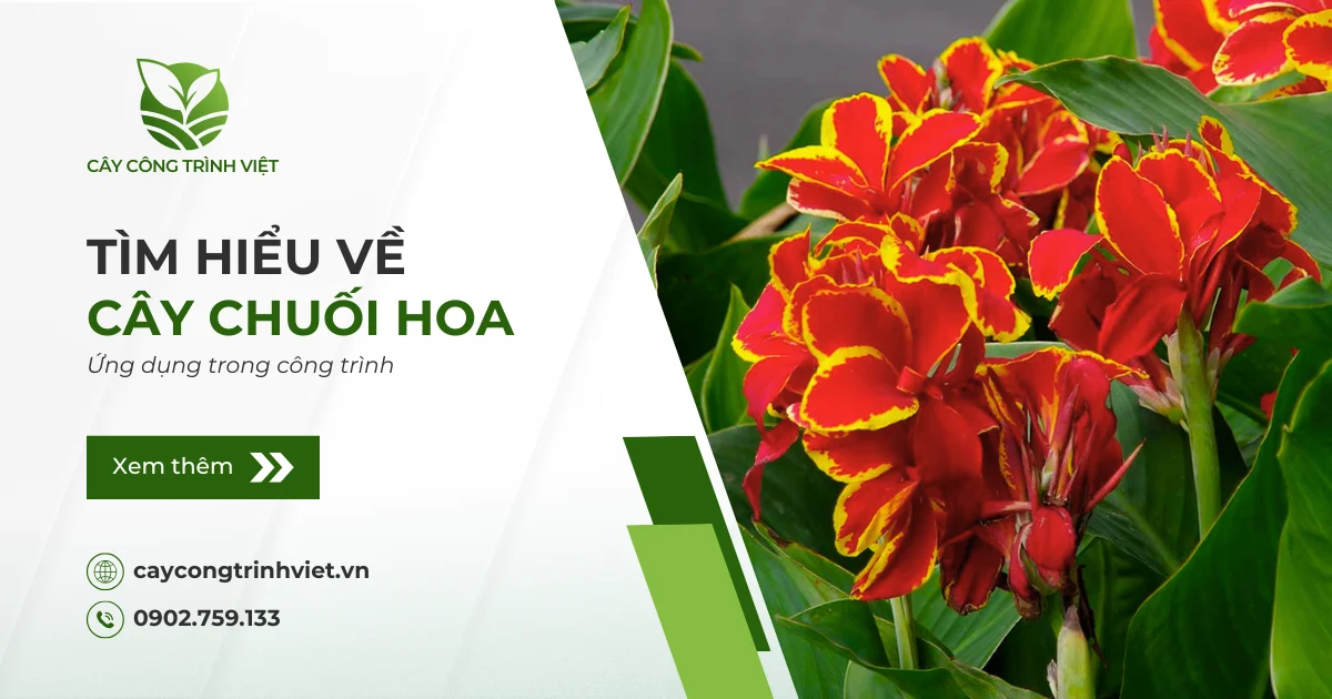 Cây Chuối Hoa: Nguồn gốc, ý nghĩa & Ứng dụng trong công trình
