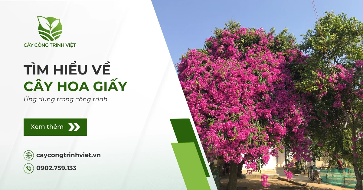 Cây Hoa Giấy: Nguồn gốc, ý nghĩa & Ứng dụng trong công trình