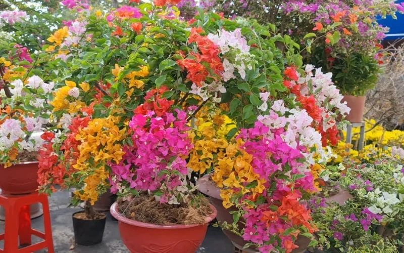 Các loại Hoa Giấy phổ biến hiện nay