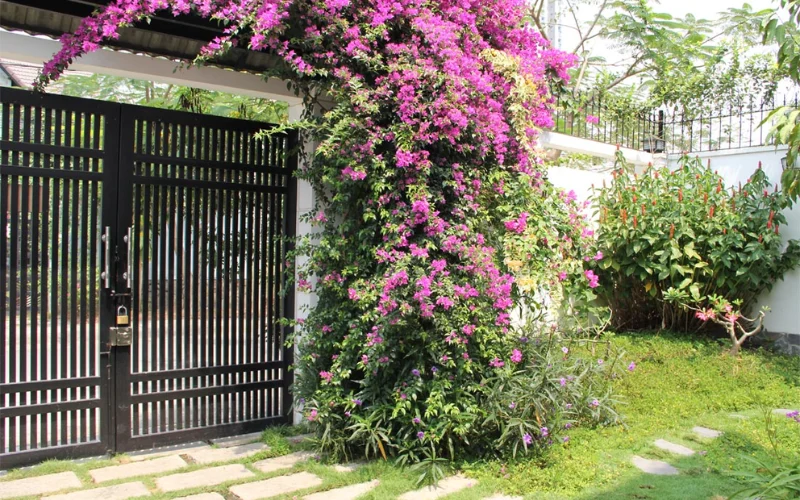 Ứng dụng của cây Hoa Giấy trong trang trí công trình