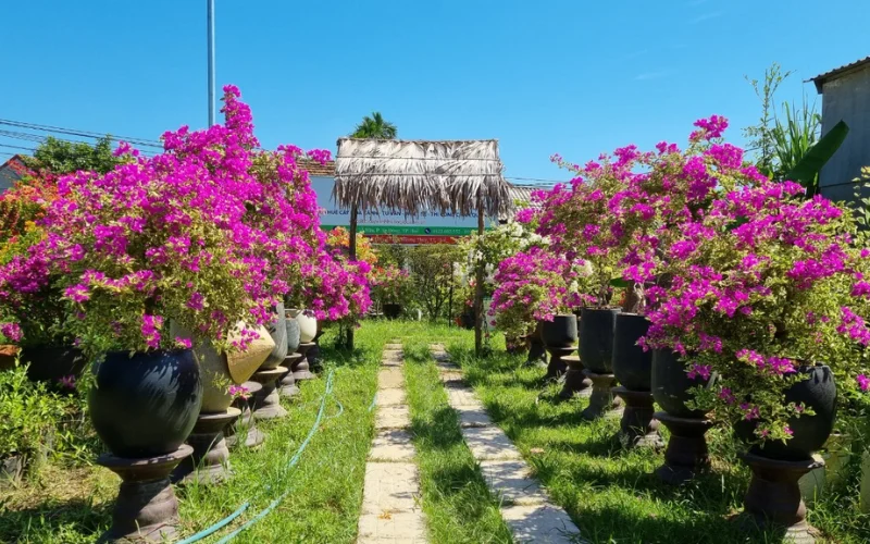 Hướng dẫn trồng và chăm sóc cây Hoa Giấy