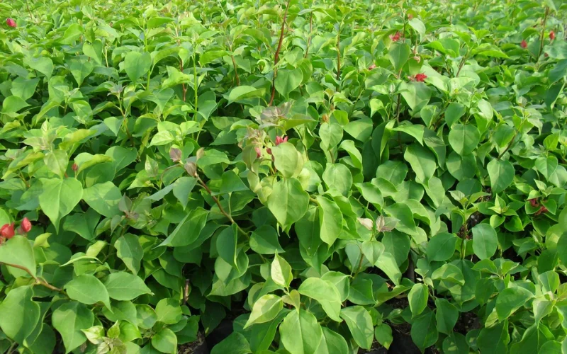 Mua cây Hoa Giấy tại Cây Công Trình Việt