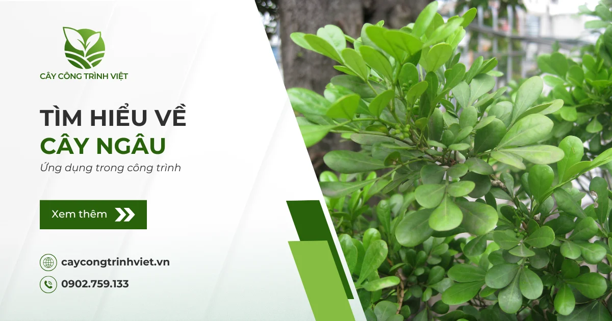 Cây Ngâu: Nguồn gốc, ý nghĩa & Ứng dụng trong công trình