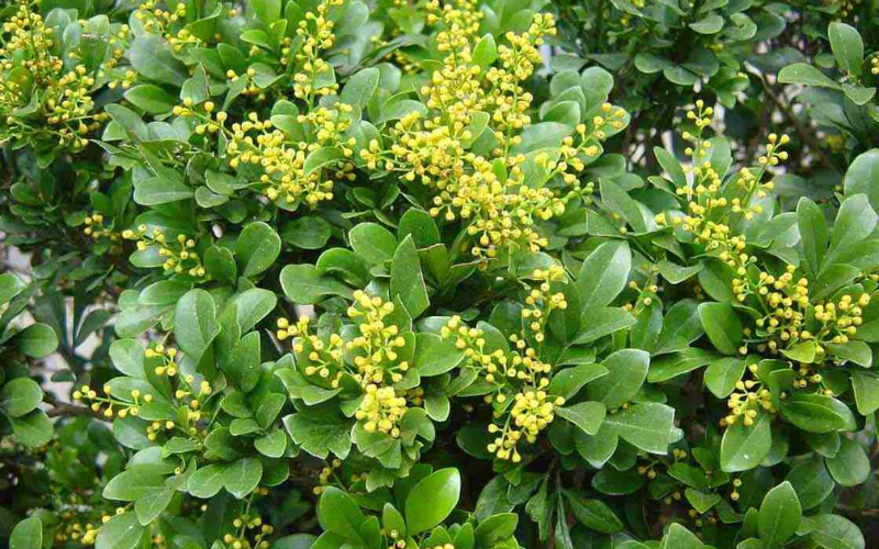 Giới thiệu về cây Ngâu