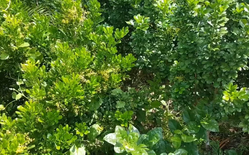 Cây Ngâu  mang ý nghĩa phong thủy sâu sắc