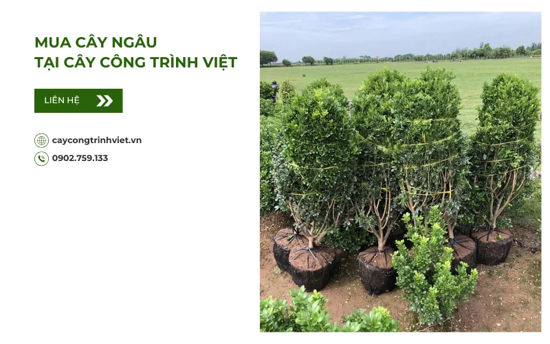 Mua cây Ngâu tại Cây Công Trình Việt