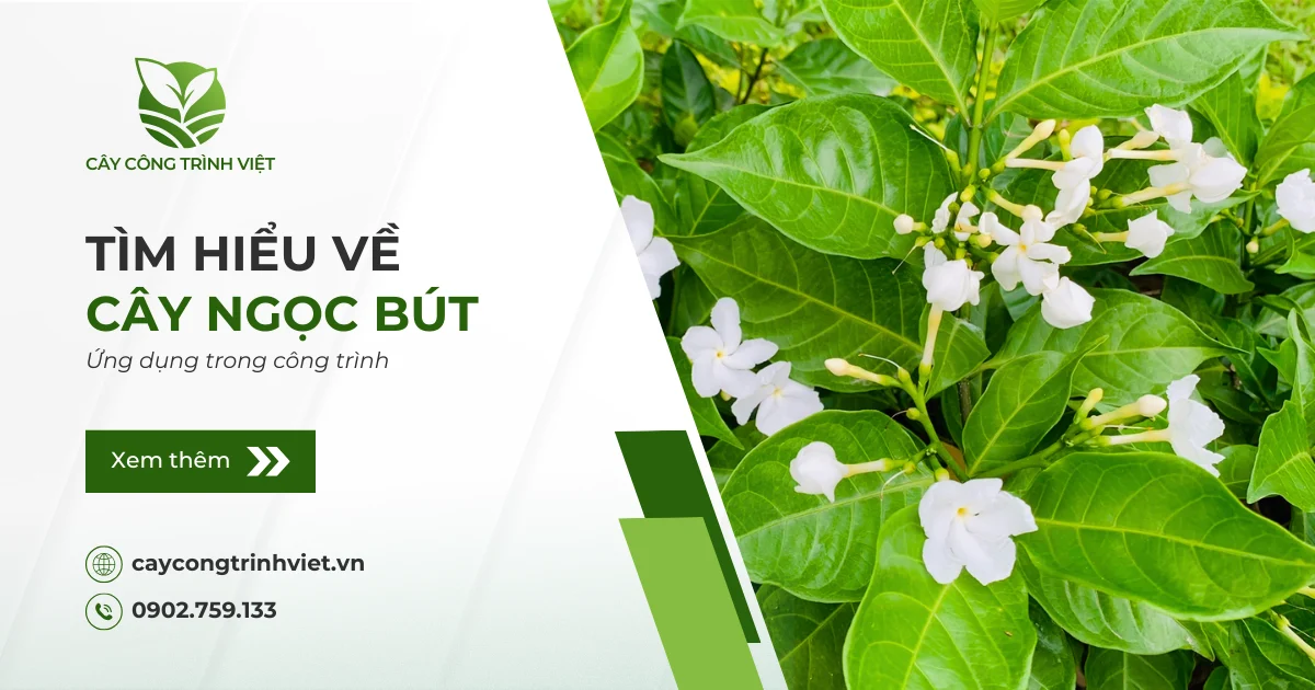 Cây Ngọc Bút: Nguồn gốc, ý nghĩa & Ứng dụng trong công trình