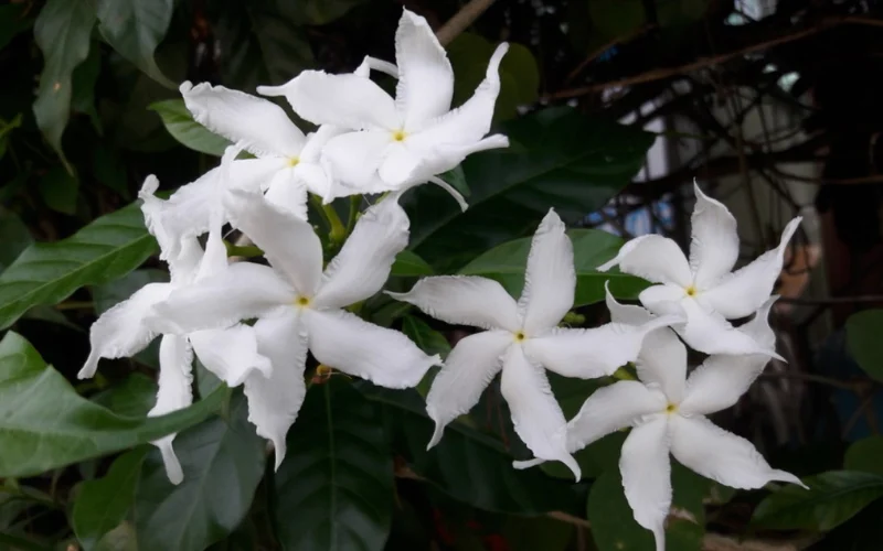 Giới thiệu về cây Ngọc Bút