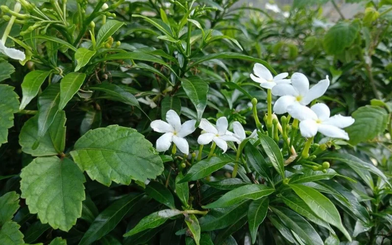 Ưu điểm khi trồng cây Ngọc Bút trong công trình