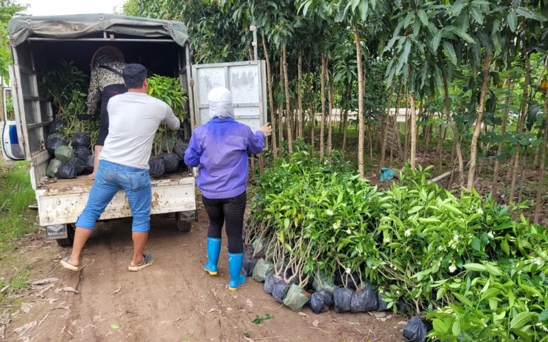 Mua cây Ngọc Bút tại Cây Công Trình Việt