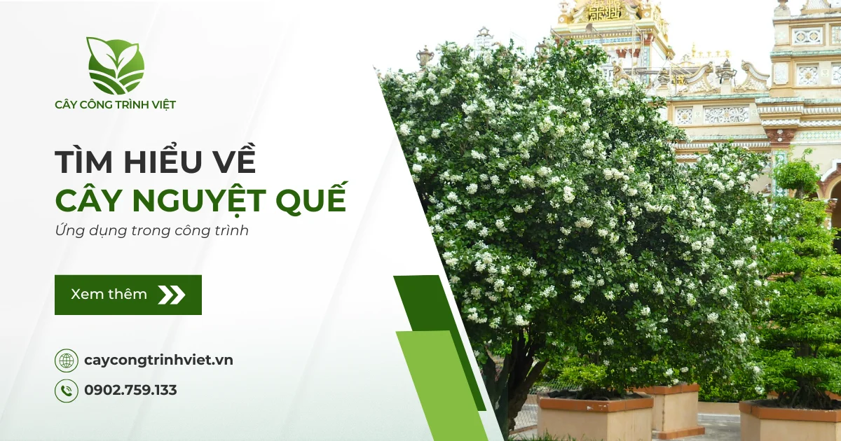 Cây Nguyệt Quế: Nguồn gốc, ý nghĩa & Ứng dụng trong công trình