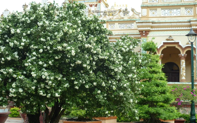 Giới thiệu về cây Nguyệt Quế