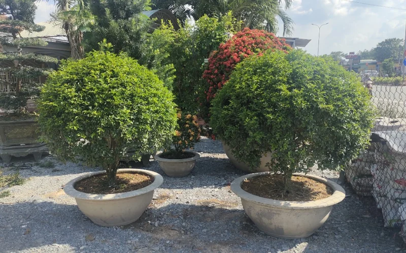Nguyệt Quế lá lớn