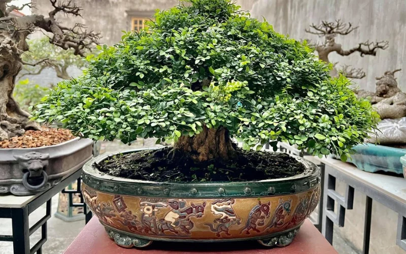 Nguyệt Quế thân xoắn