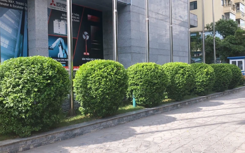Ứng dụng của cây Nguyệt Quế trong công trình