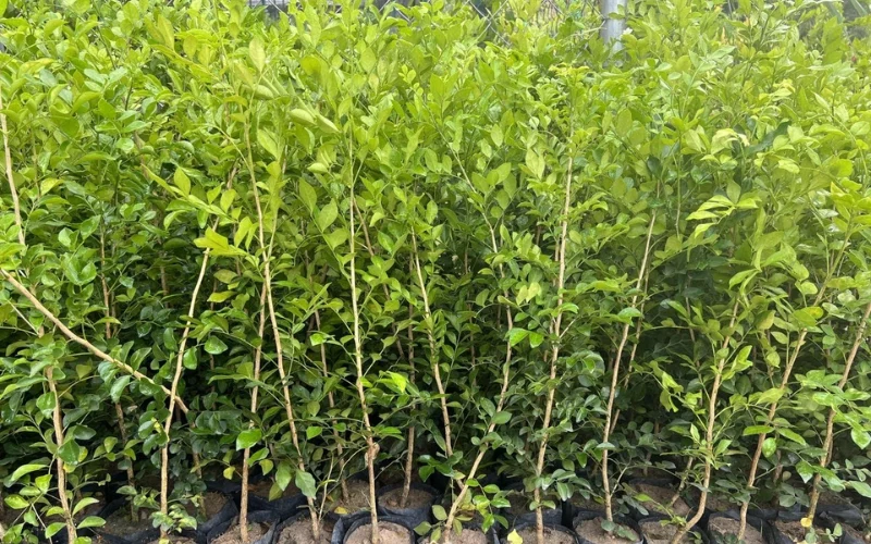 Mua cây Nguyệt Quế tại Cây Công Trình Việt