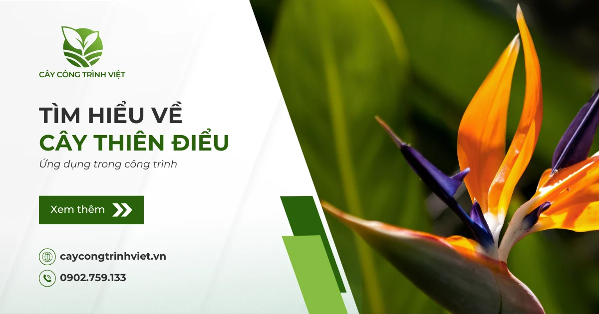 Cây Thiên Điểu: Nguồn gốc, ý nghĩa & Ứng dụng trong công trình