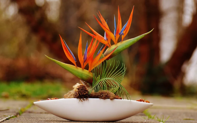 Ứng dụng của cây Thiên Điểu trong công trình