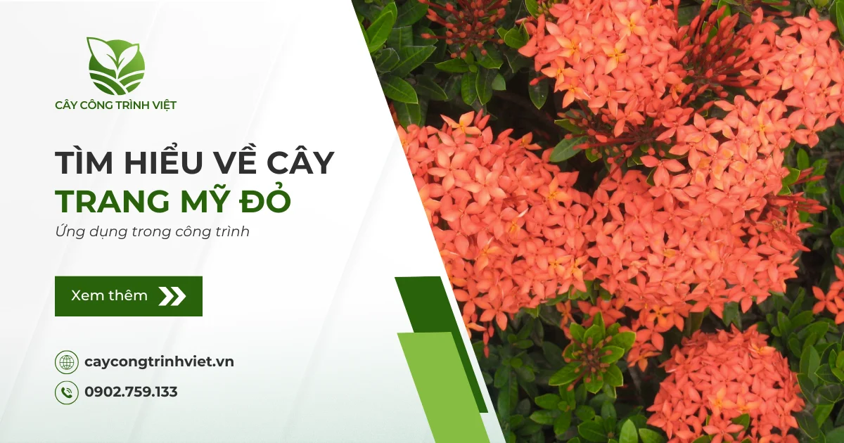 Cây Trang Mỹ Đỏ: Nguồn gốc, ý nghĩa & Ứng dụng trong công trình