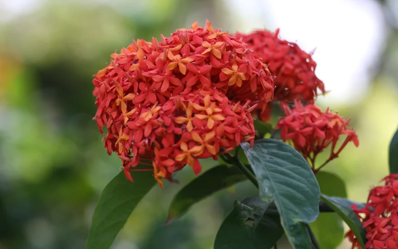 Giới thiệu về cây Trang Mỹ Đỏ
