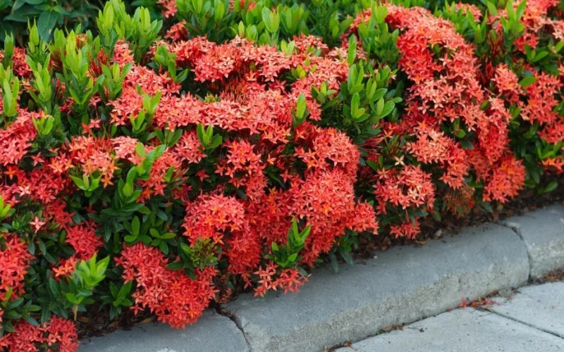 Ứng dụng cây Trang Mỹ Đỏ trồng công trình