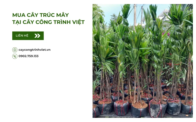 Mua cây Trúc Mây tại Cây Công Trình Việt