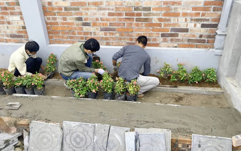 Hướng dẫn chăm sóc cây Xương Rồng Bát Tiên