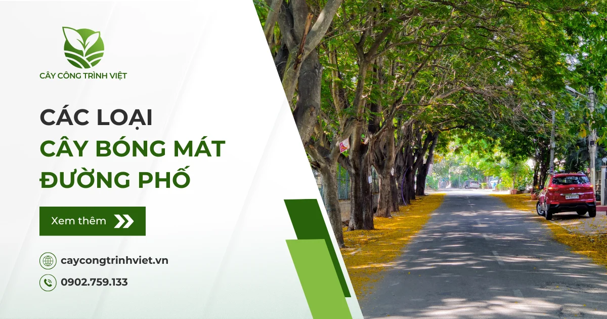 Các loại cây bóng mát đường phố được trồng phổ biến