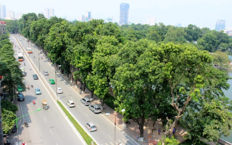 Tiêu chí lựa chọn cây bóng mát đường phố