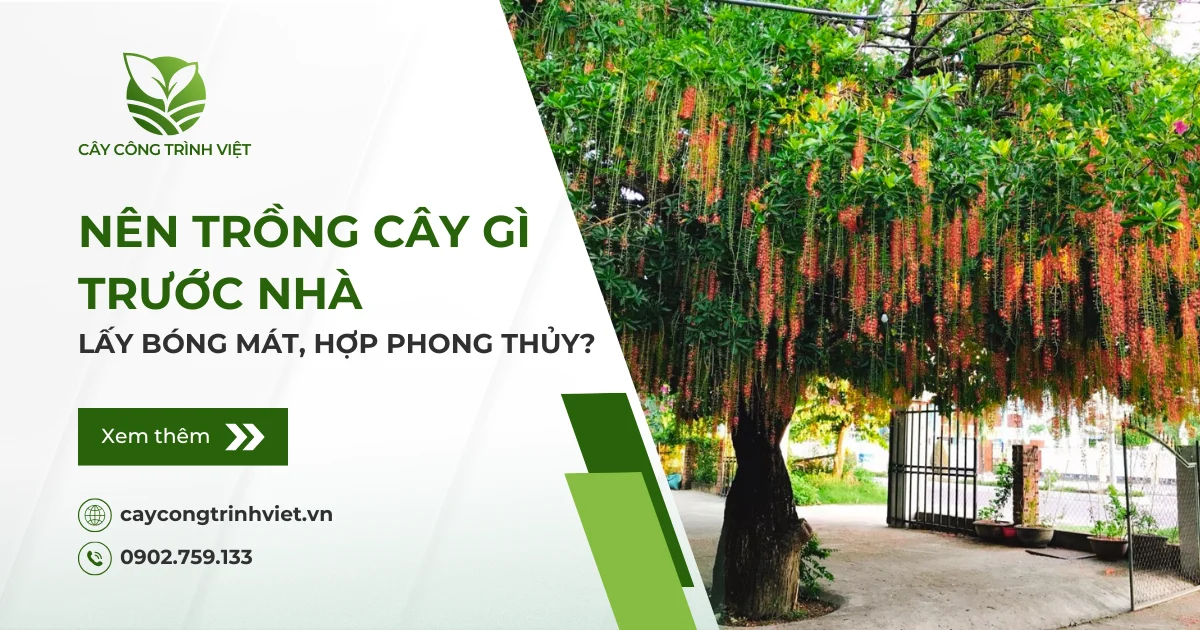 Nên trồng cây gì trước nhà lấy bóng mát, hợp phong thủy?