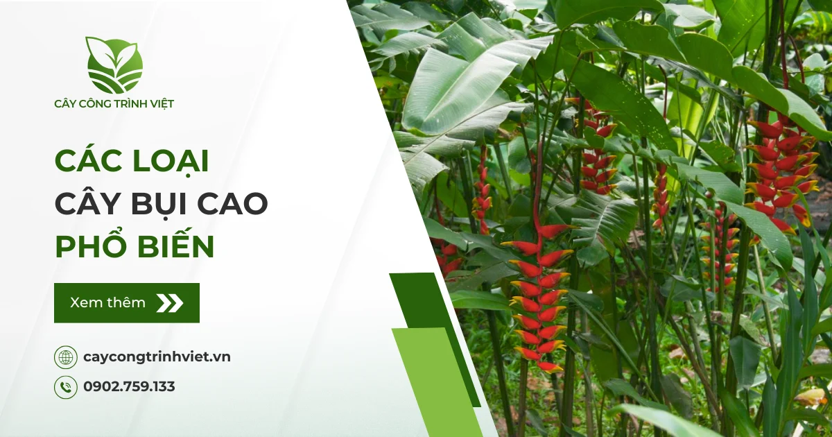 Các loại cây bụi cao phổ biến, phù hợp nhiều công trình