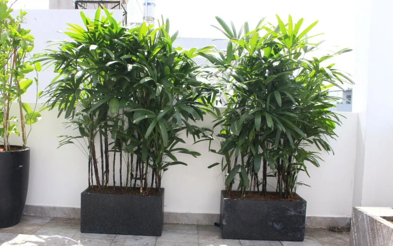 Đặc điểm chung của cây bụi cao