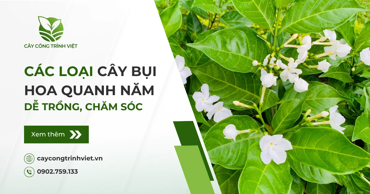 Các loại cây bụi hoa quanh năm dễ trồng, chăm sóc