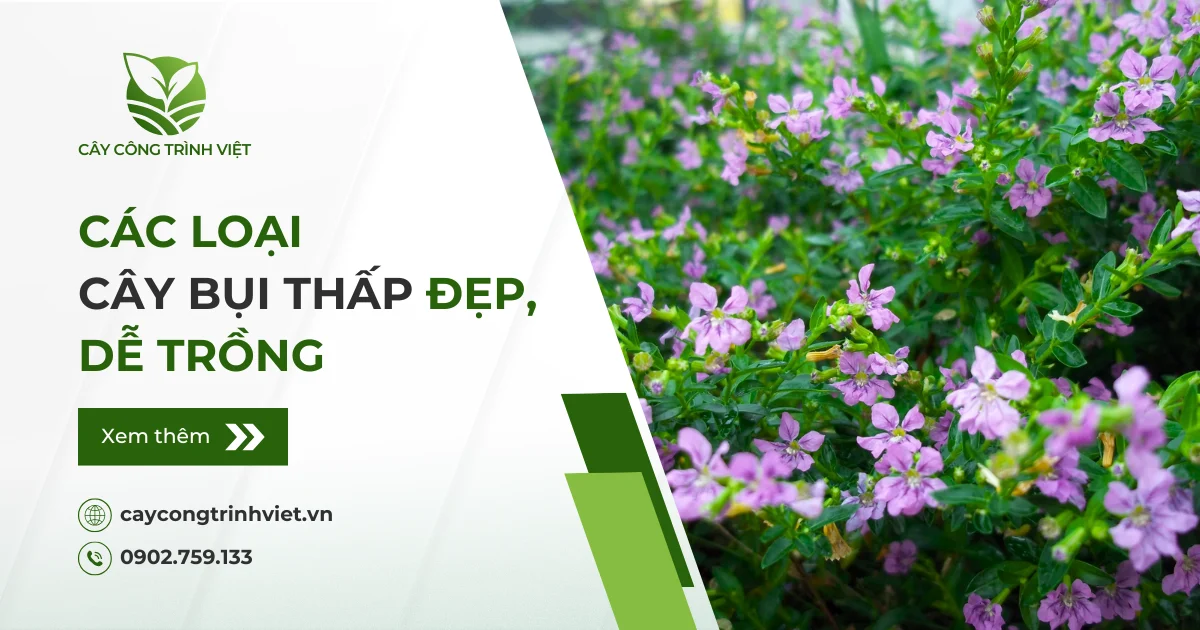 Các loại cây bụi thấp đẹp, dễ trồng