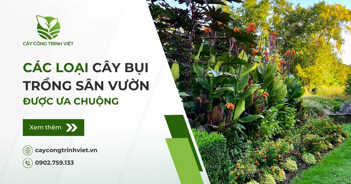 Các loại cây bụi trồng sân vườn được ưa chuộng, bạn đã biết?