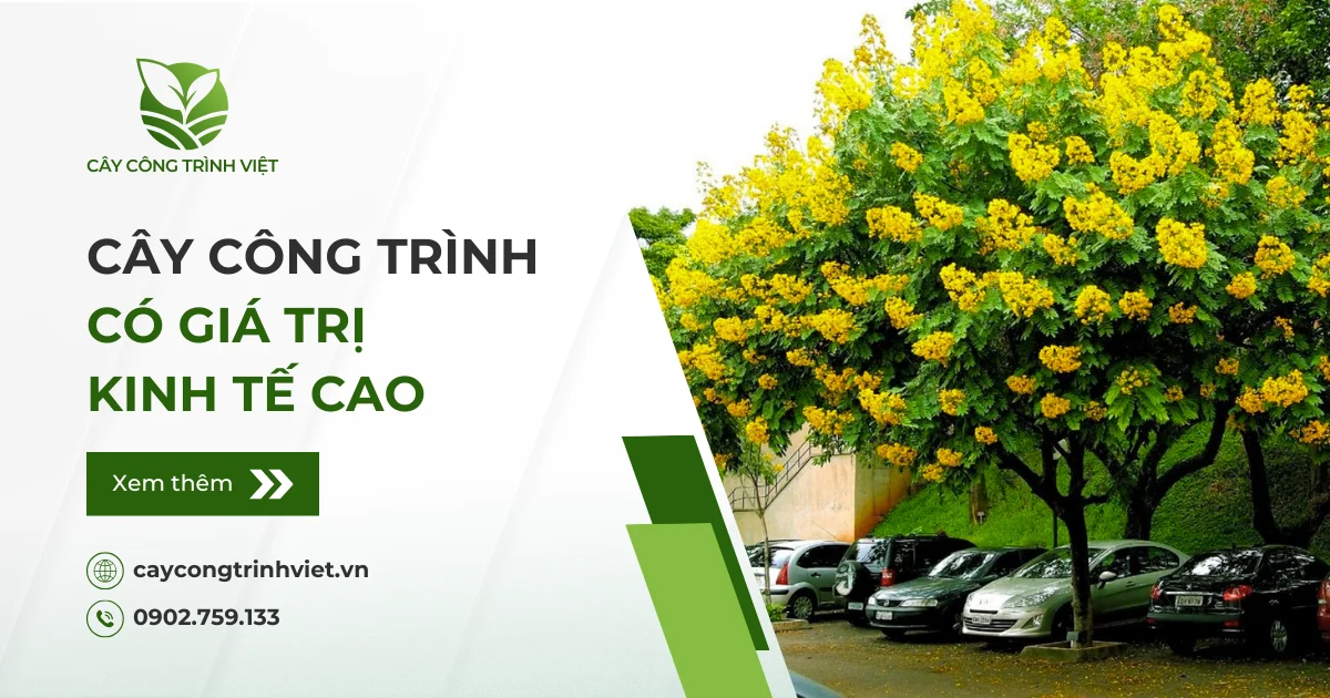 TOP 9 cây công trình có giá trị kinh tế cao, bạn đã biết?